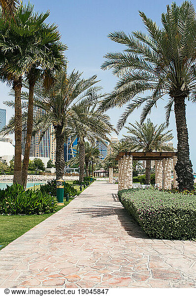 Palm trees in Doha