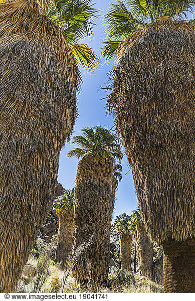 Palm trees in Lost Palms Canyon.