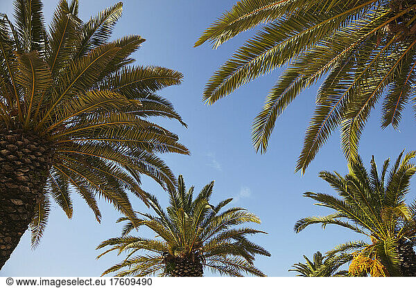 Palm trees in the cit of Cagliari  southern Sardinia  Italy.; Cagliari  Sardinia  Italy.