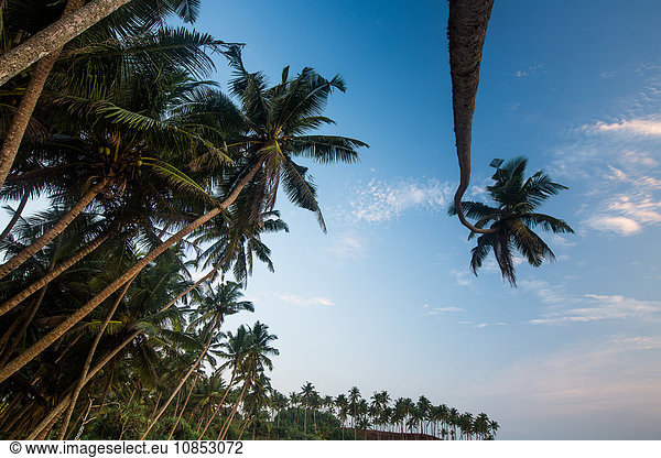 Palm trees  Mirissa  Sri Lanka  Asia