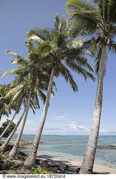 Palm trees next to sandy tropical beach of Samoa  during sunny day