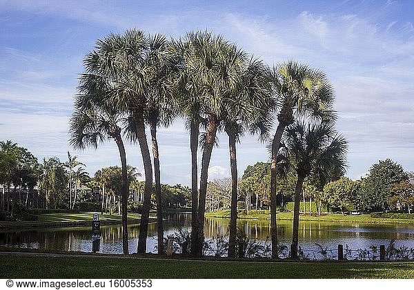 Palm trees on a lake shore in the Pelican Beach area of Naples  Florida.