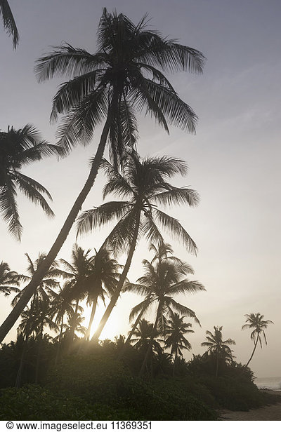 Palm trees on beach  Tangalle  South Province  Sri Lanka