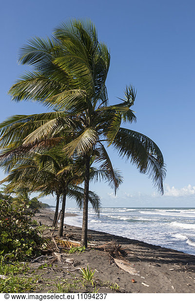 Palm trees on the beach Samara Costa Rica