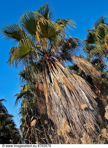 Palm trees plantation at Camarles village countryside. Ebro River Delta Natural Park Tarragona province Catalonia Spain.