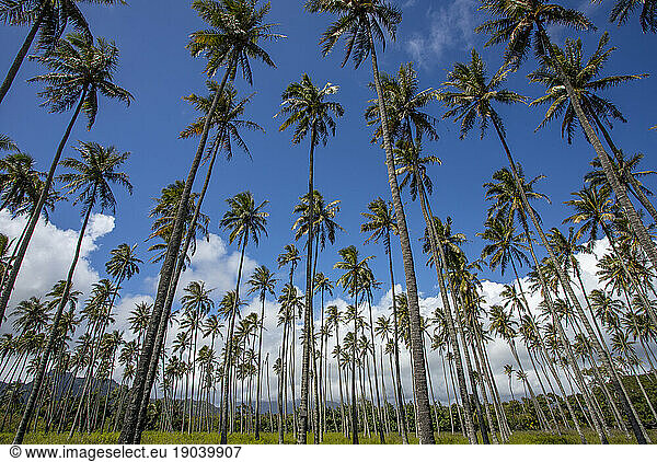 Palm trees reaching for the sky  Coconut Plantation  Wailua  Kauai
