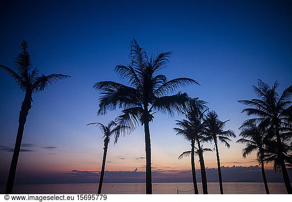 palm trees  sea  vietnam