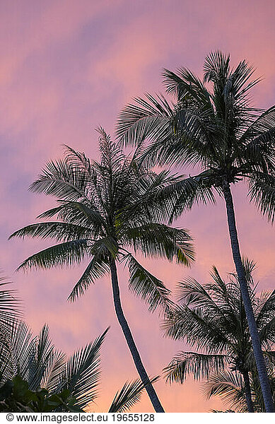 Palm trees shaking in the wind with pink sunset sky beyond.