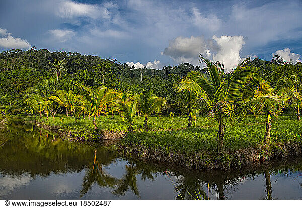 palm trees surrounded by water arrogation system in Khao Sok Thailand