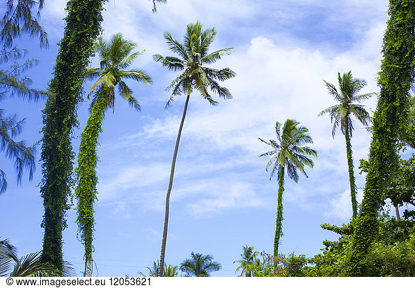 Palm trees with foliage growing up the trunks against a blue sky with cloud; Kapaa  Kauai  Hawaii  United States of America