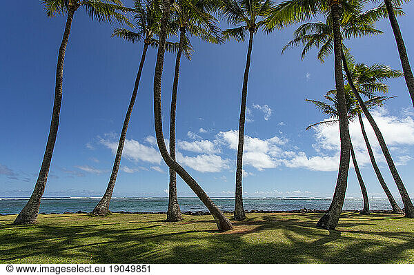 Palm trunks against blue sky  Kapaa  Kauai