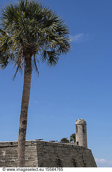 Palme am Castillo de San Marcos in St. Augustine  USA