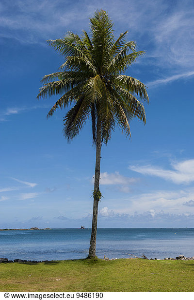 Palme am Strand  Pohnpei  Mikronesien  Ozeanien