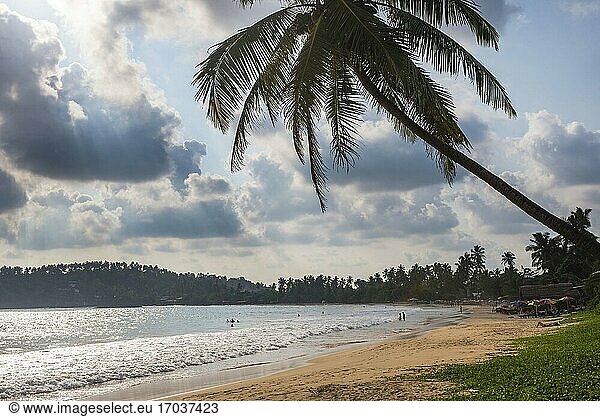 Palme am Strand von Mirissa bei Sonnenuntergang  Südküste von Sri Lanka  Südprovinz  Asien