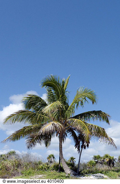 Palme an der Riviera Maya bei Tulum Quintana Roo Mexiko Zentralamerika