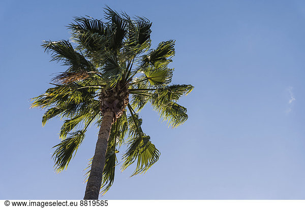 Palme (Arecaceae) gegen blauen Himmel  La Palma  Kanarische Inseln  Spanien