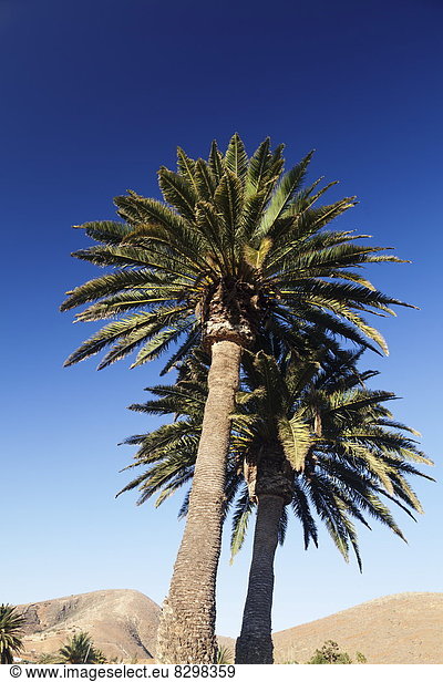 Palme  Europa  Atlantischer Ozean  Atlantik  Kanaren  Kanarische Inseln  Fuerteventura  Spanien