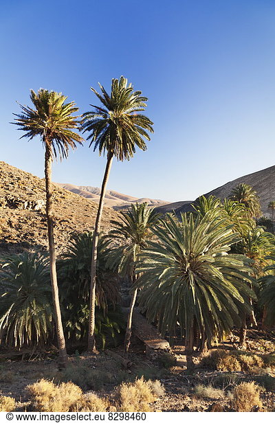 Palme Europa Atlantischer Ozean Atlantik Kanaren Kanarische Inseln Fuerteventura Spanien