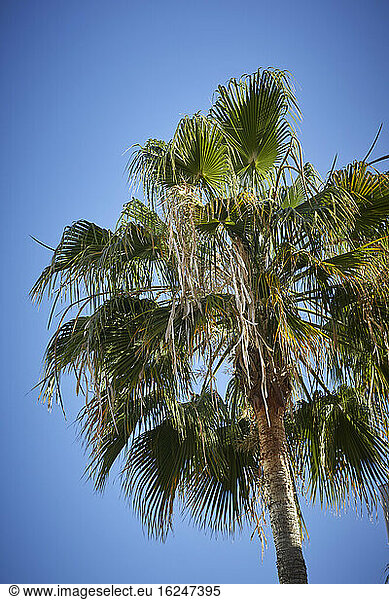 Palme gegen blauen Himmel