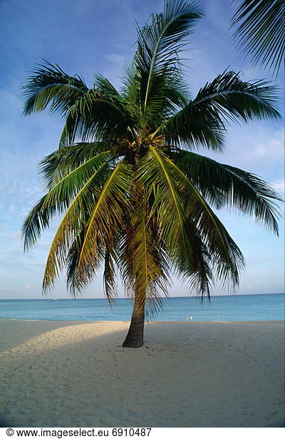 Palme  Grand Cayman