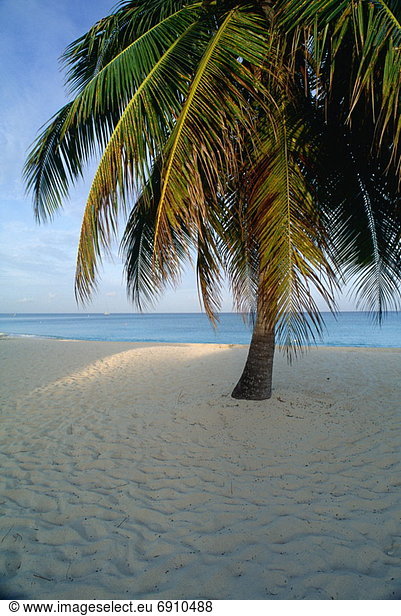 Palme  Grand Cayman