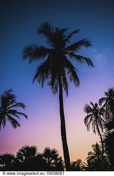 Palme im Abendlicht