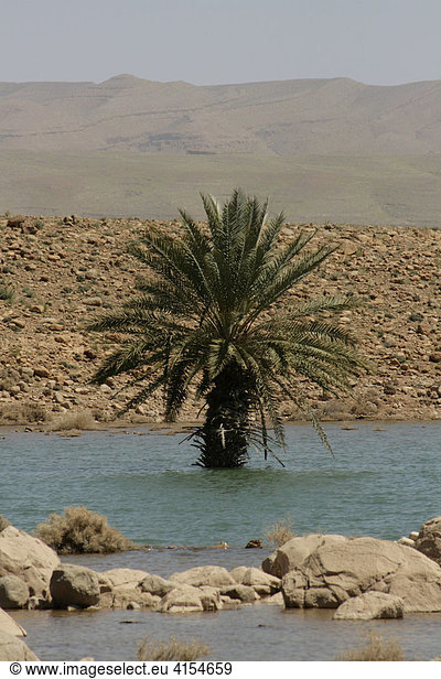 Palme im Stausee Hassan Abdhakhil im Mittleren Atlas  Marokko