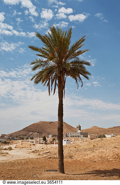 Palme in der Sahara  Afrika