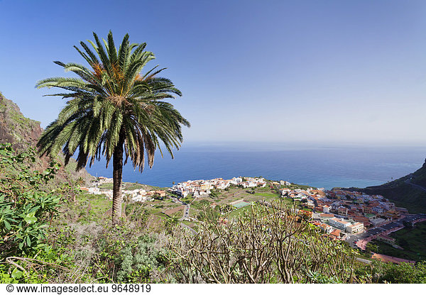Palme  Ortsansicht  Agulo  La Gomera  Kanarische Inseln  Spanien  Europa