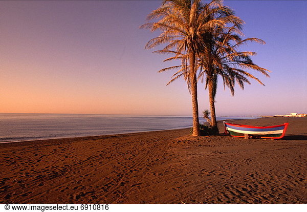 Palme  Strand  Spanien