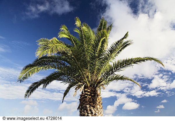 Palme vor blauem Himmel  Lanzarote  Kanarische Inseln  Spanien  Europa