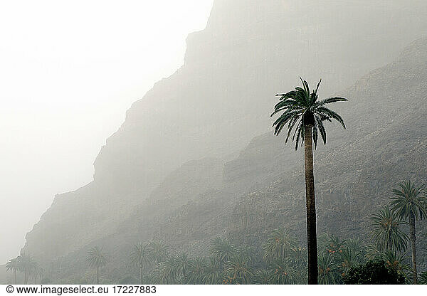 Palme vor einem Berg