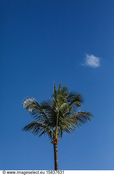 Palme vor strahlend blauem Himmel