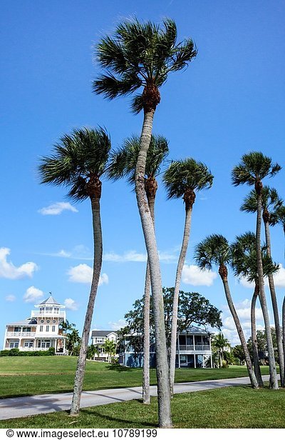 Palme Wohnhaus Gebäude Florida