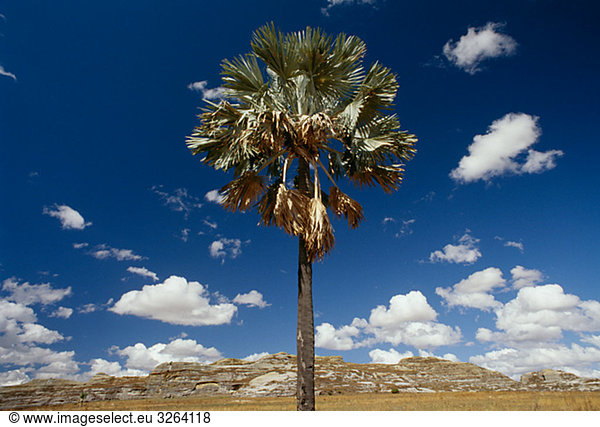 Palmen,  Madagaskar.