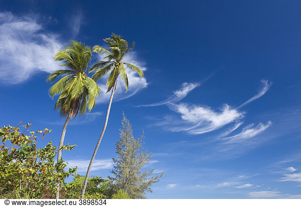 Palmen am Sandstrand  Insel Ko Hai oder Koh Ngai  Trang  Thailand  Asien