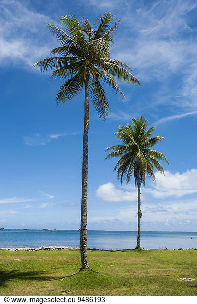 Palmen am Strand  Pohnpei  Mikronesien  Ozeanien