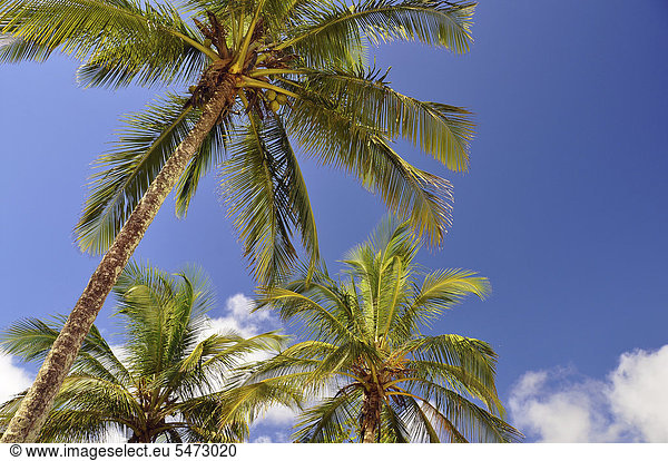 Palmen am Strand von Vila do Abra„o  Abraao  Hauptort des Ferienparadieses Ihla Grande bei Rio de Janeiro  Brasilien  Südamerika