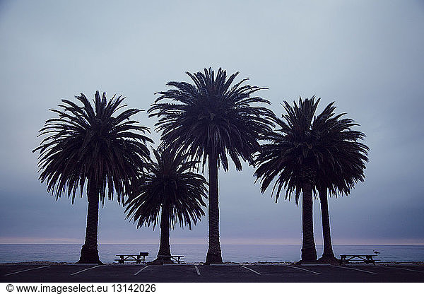 Palmen am Ufer gegen bewölkten Himmel