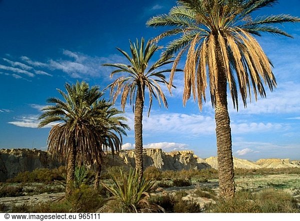 Palmen an Tabernas Wüste. Provinz Almería  Spanien