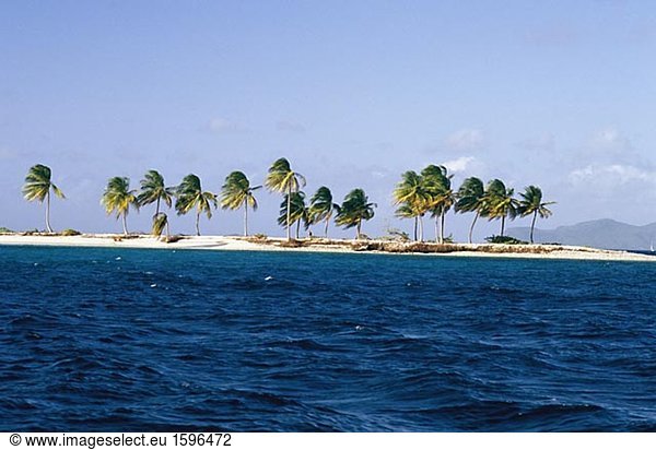 Palmen auf einer Insel West Indies.