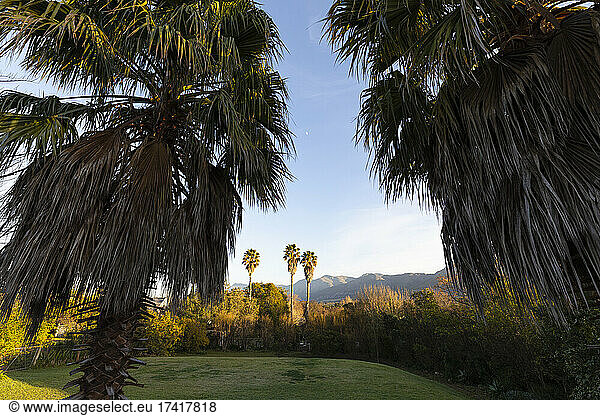 Palmen bei Sonnenaufgang  Stanford  Südafrika.