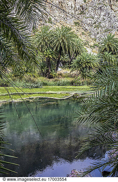 Palmen entlang des Kourtaliotiko-Flusses