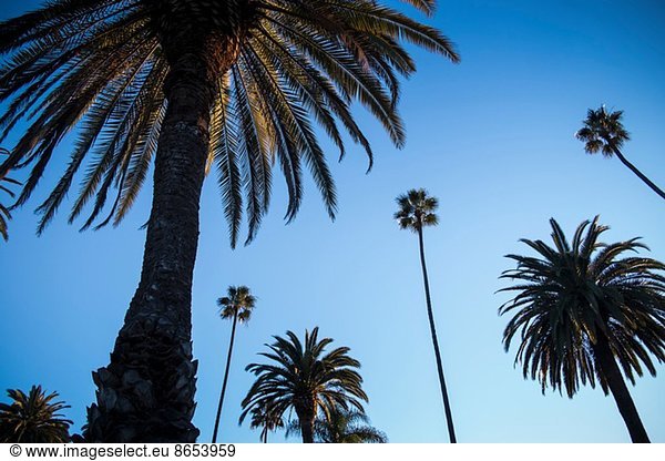 Palmen gegen blauen Himmel  Beverly Hills