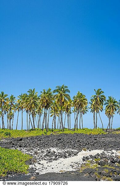 Palmen im Pu'uhonua O Honaunau National Historical Park  Big Island  Hawaii  USA  Nordamerika