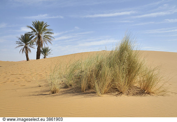 Palmen in den Sanddünen  Erg Chebbi  Marokko  Afrika