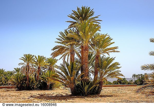Palmen in der Nähe der Kasbah Ramala  Südmarokko.