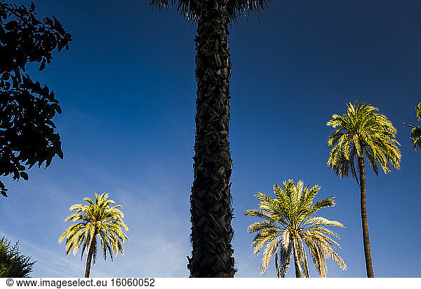 Palmen in einem maurischen Garten in Spanien; Sevilla  Andalusien  Spanien