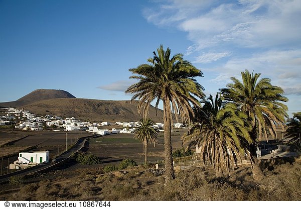 Palmen in vulkanischer Landschaft  Lanzarote  Kanarische Inseln  Teneriffa  Spanien