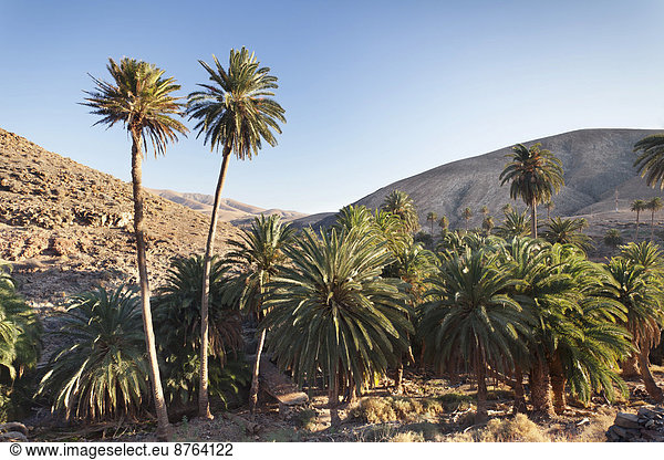 Palmen  Landschaft Barranco de la Madre de Agua  bei Ajuy  Fuerteventura  Kanarische Inseln  Spanien